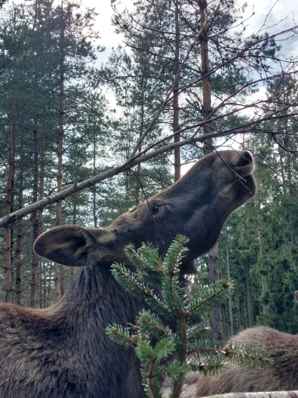 Moose farm in Dals-ed, moose safari