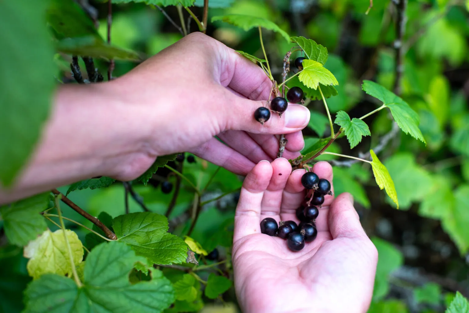 Berry picking at Södra Gård to create your own marmalade.