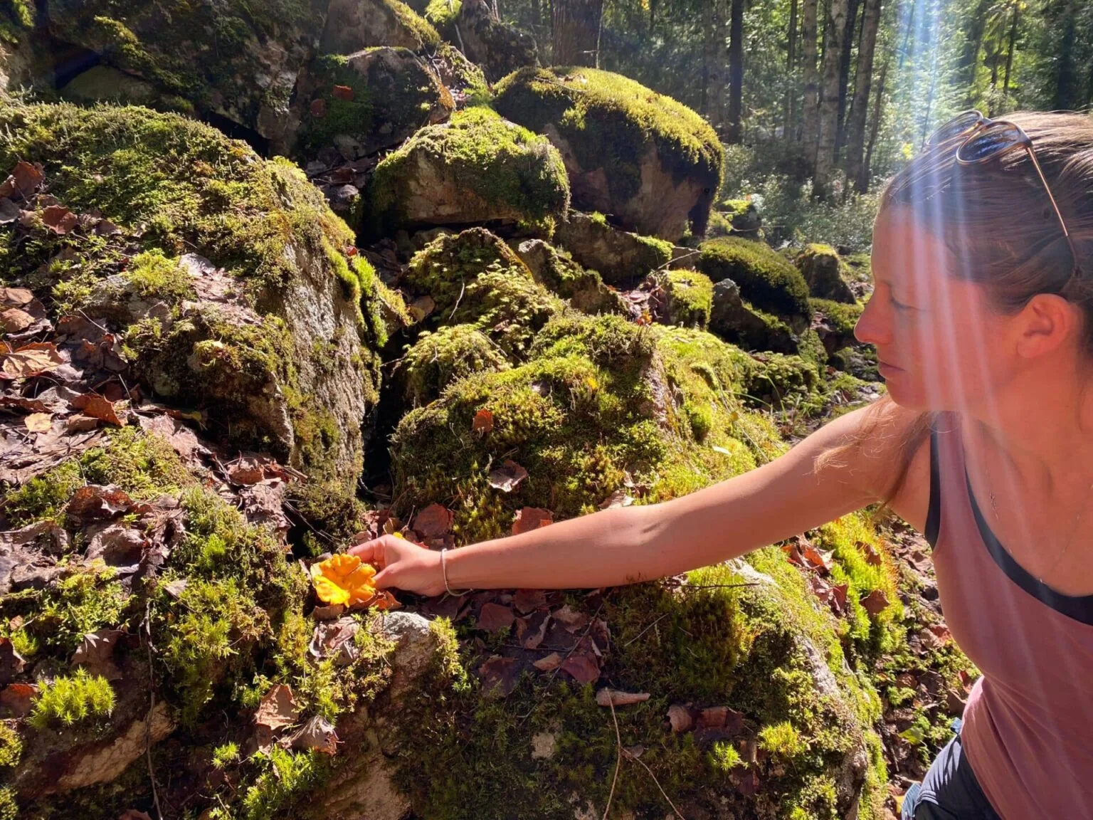 Mushroom picking in the Swedish forest near Glaskogen